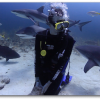 Author Swims with Sharks without a Cage
