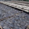 Shark Fins Drying in the Sun
