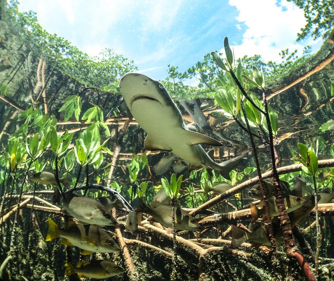 Lemon Shark in Mangroves
