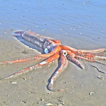 555CAUkuxfAdMQqVmPU5Eo-650-80